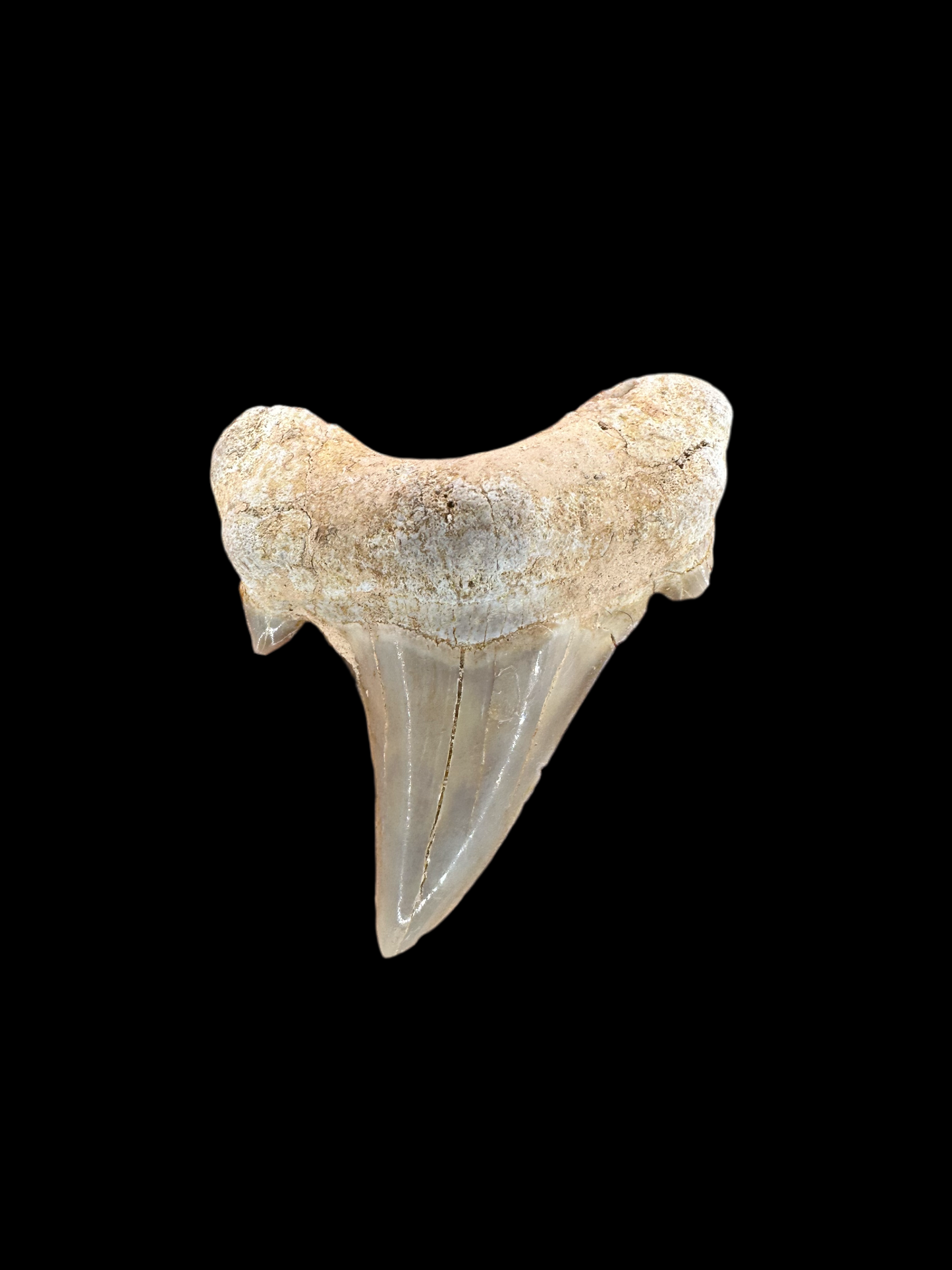 2” Morrocan Otodus Obliquus FREE SHIPPING