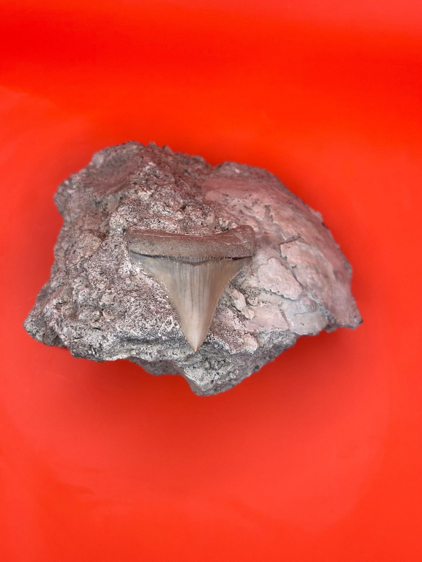 2.45” Otodus Chubutensis