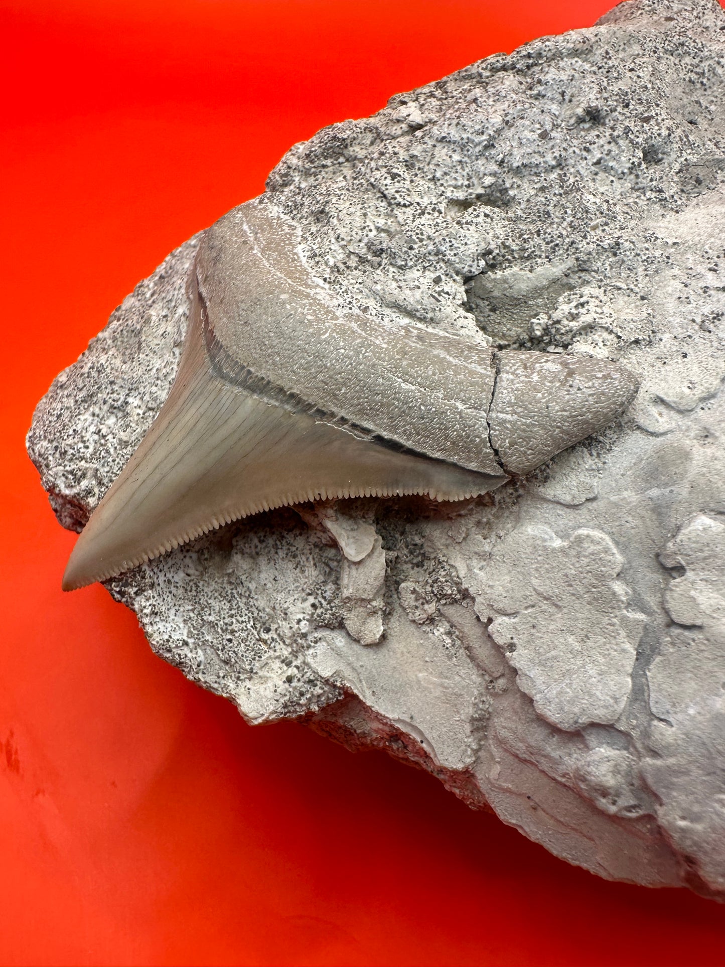 2.45” Otodus Chubutensis