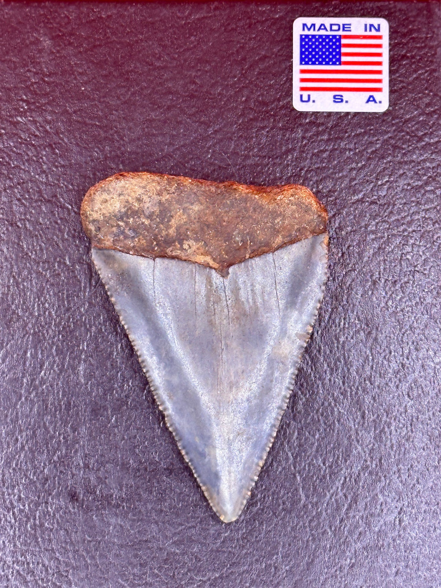 XXL 2.76” NC GREAT WHITE SHARK TOOTH