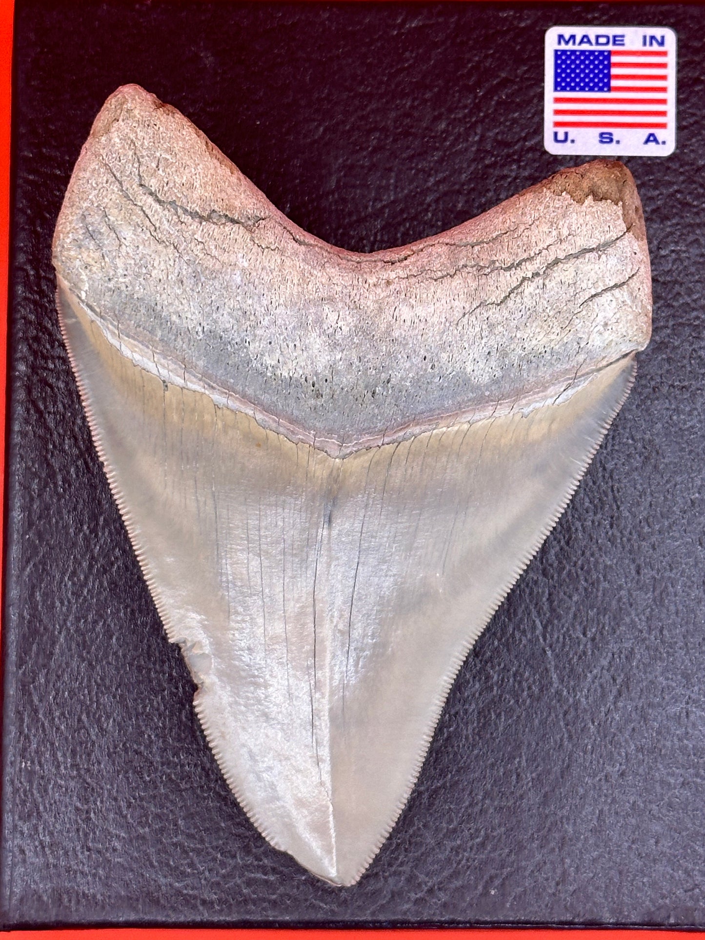 4.43” Lee Creek Megalodon