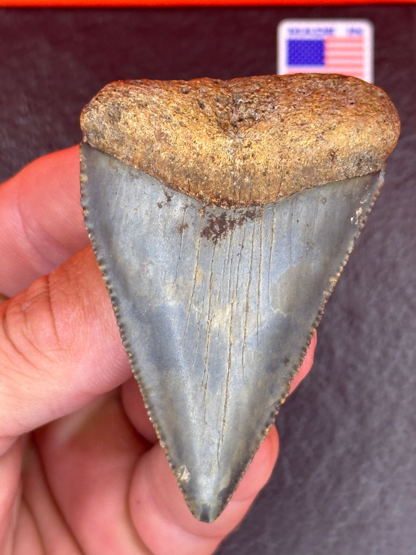 XXL 2.76” NC GREAT WHITE SHARK TOOTH