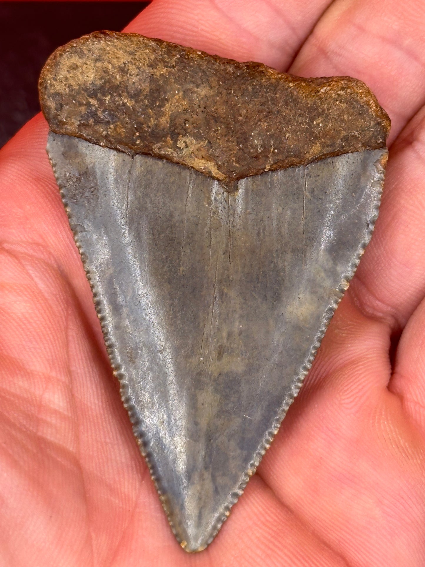 XXL 2.76” NC GREAT WHITE SHARK TOOTH