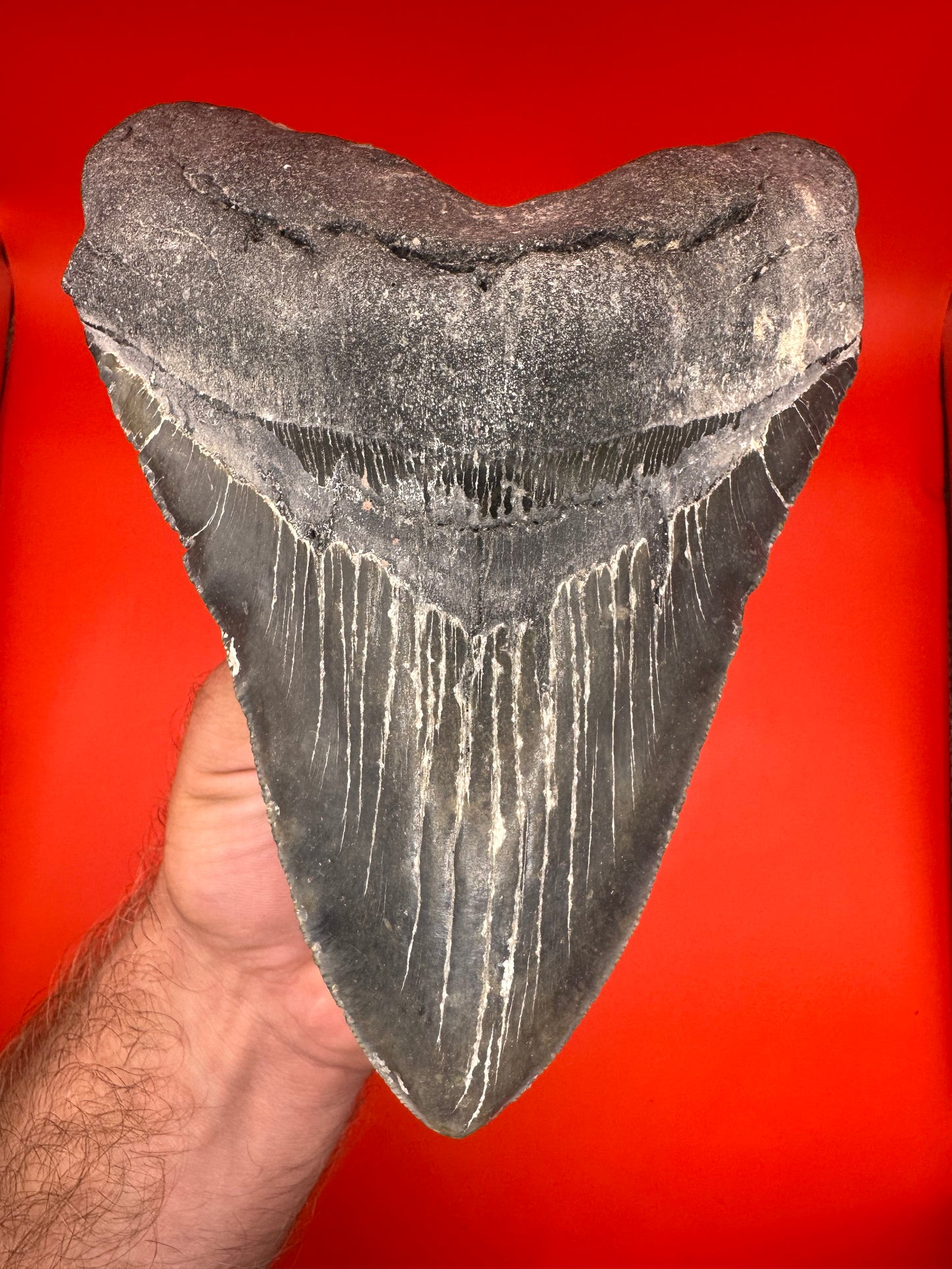 Super Rare Black/Gold 6.5” Megalodon Tooth