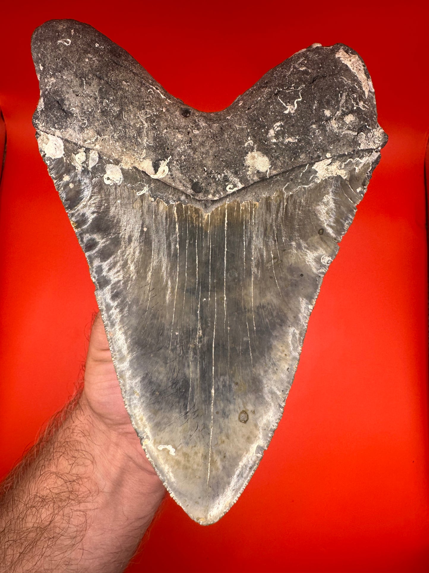 Super Rare Black/Gold 6.5” Megalodon Tooth