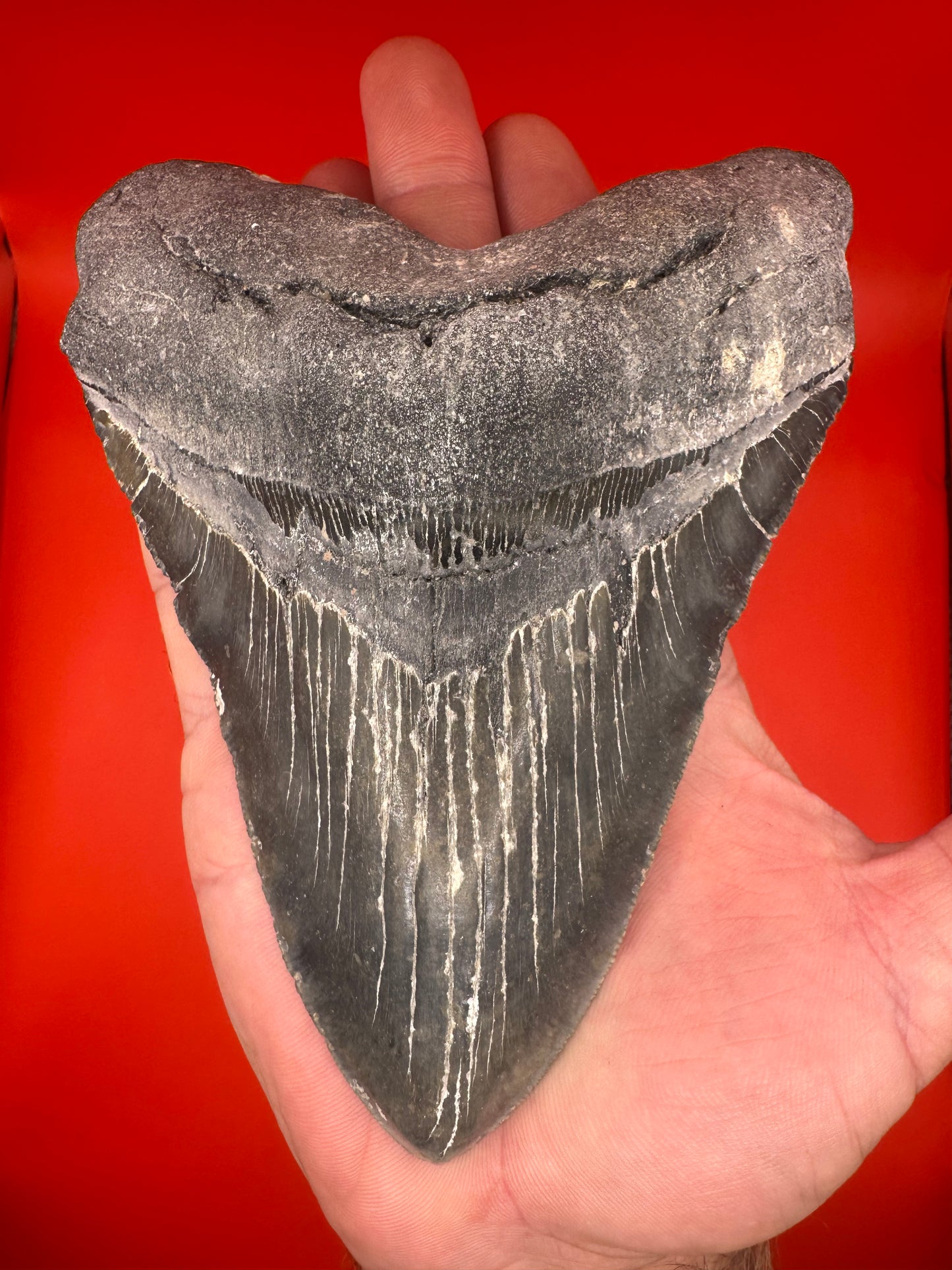 Super Rare Black/Gold 6.5” Megalodon Tooth