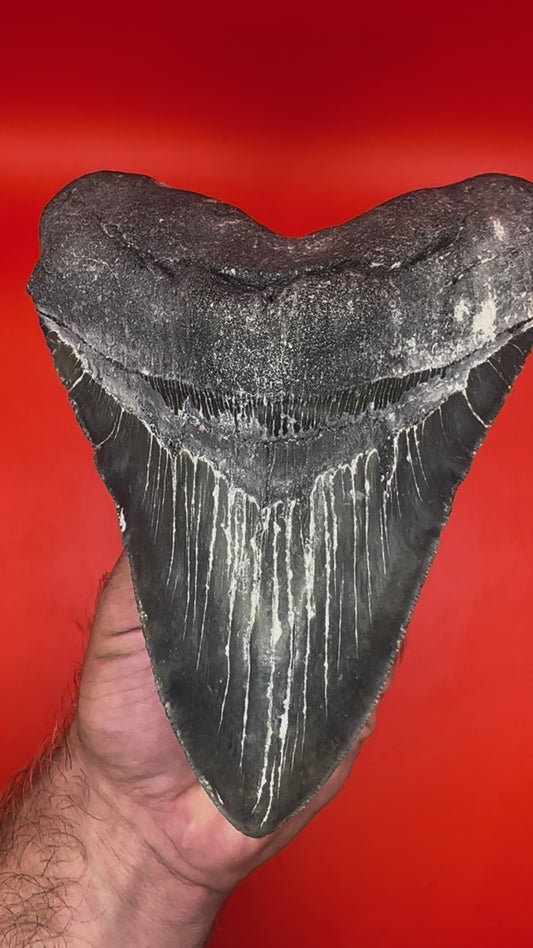 Super Rare Black/Gold 6.5” Megalodon Tooth