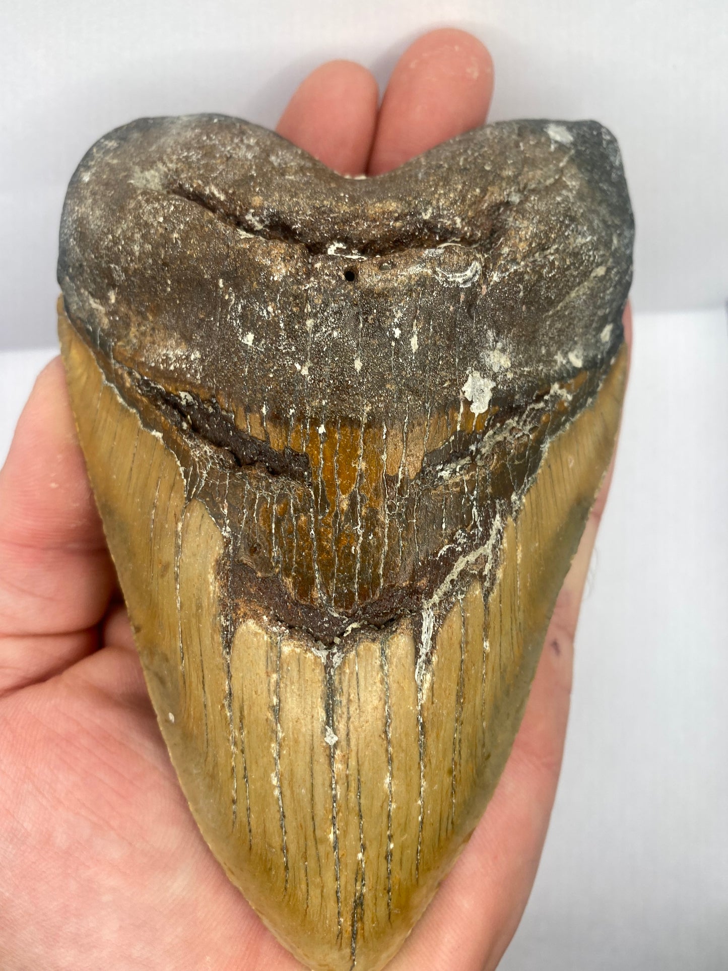 5.85" Carolina Gold Megalodon Tooth FREE SHIPPING