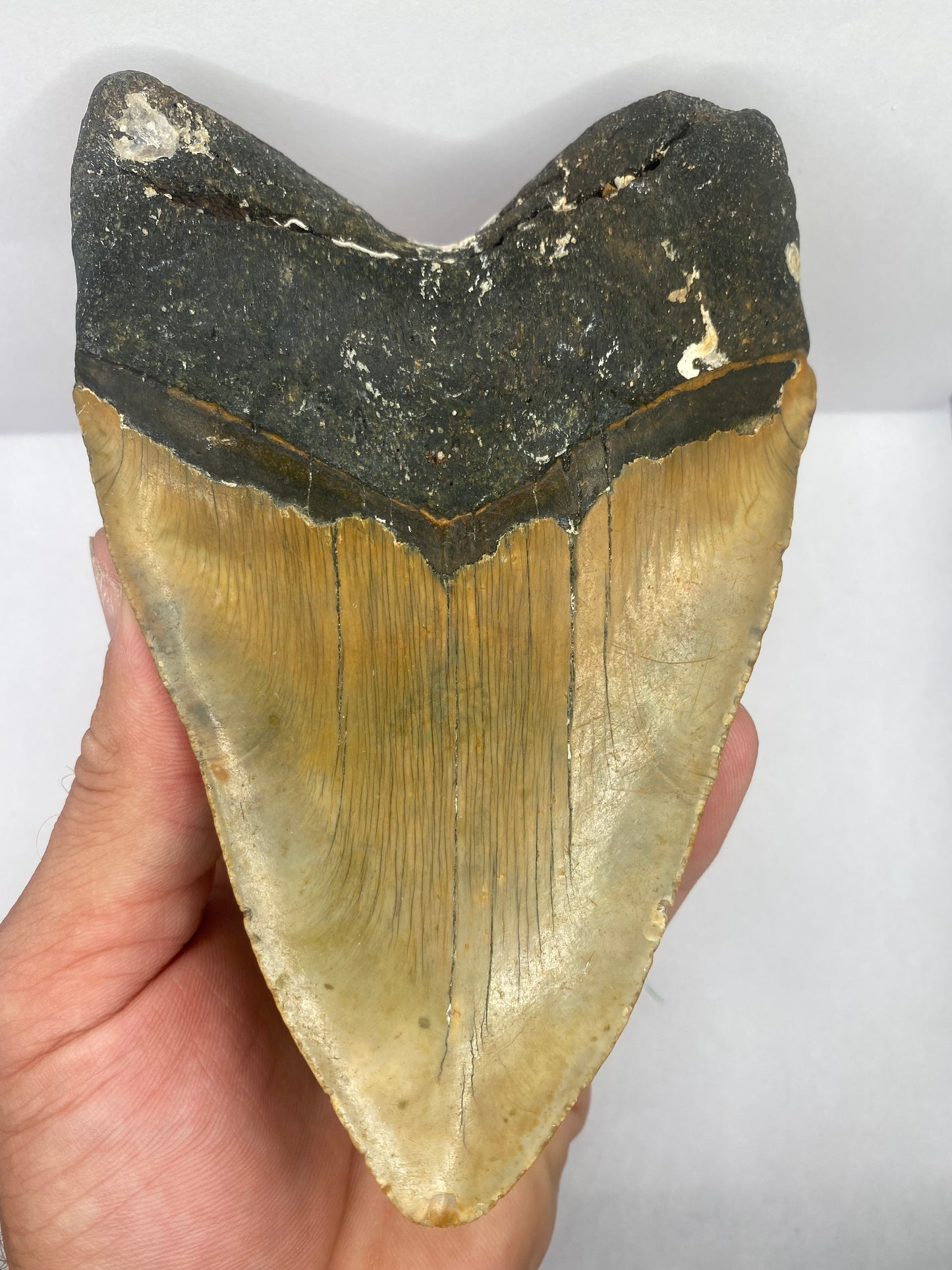 5.85" Carolina Gold Megalodon Tooth FREE SHIPPING