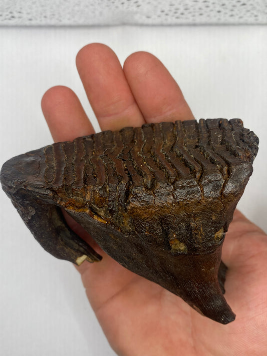 Baby Molar Southern Mammoth From Hungray