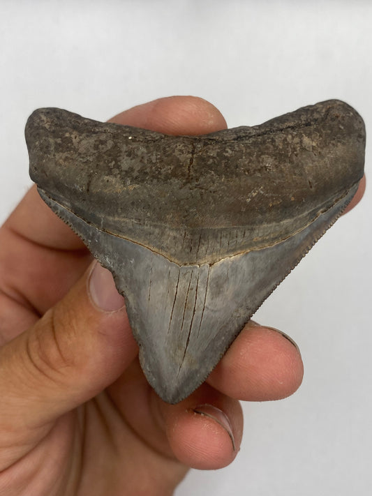 2.77” St Mary’s Posterior Megalodon Tooth