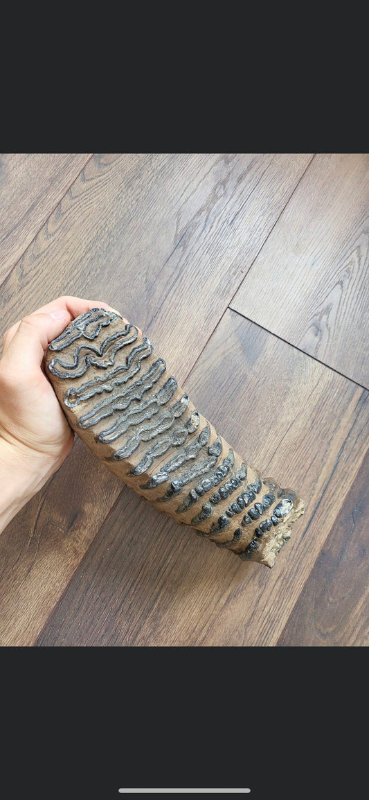 12" Southern Mammoth Molar from Hungray