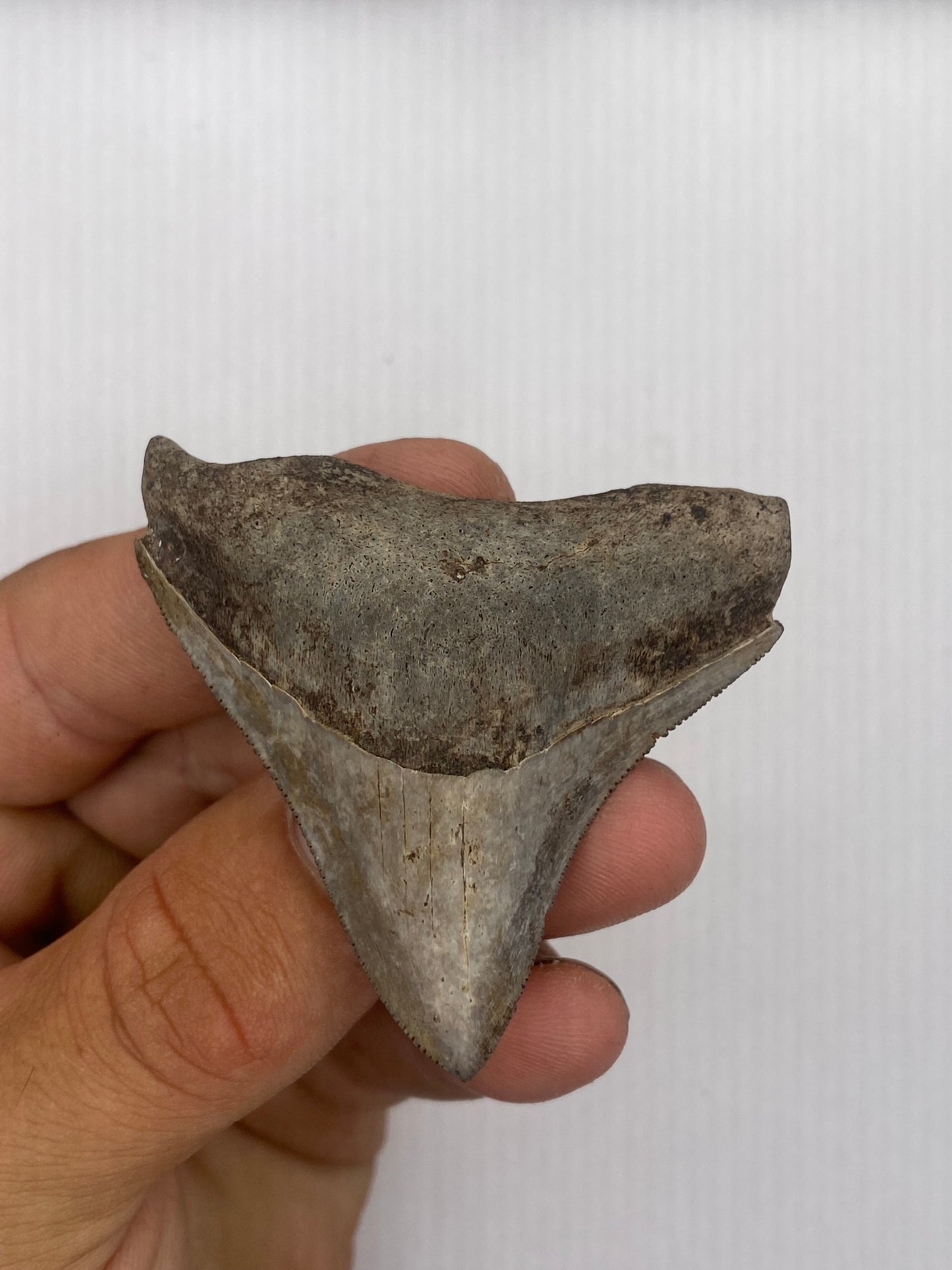 2.34” St Mary’s Posterior Megalodon Tooth