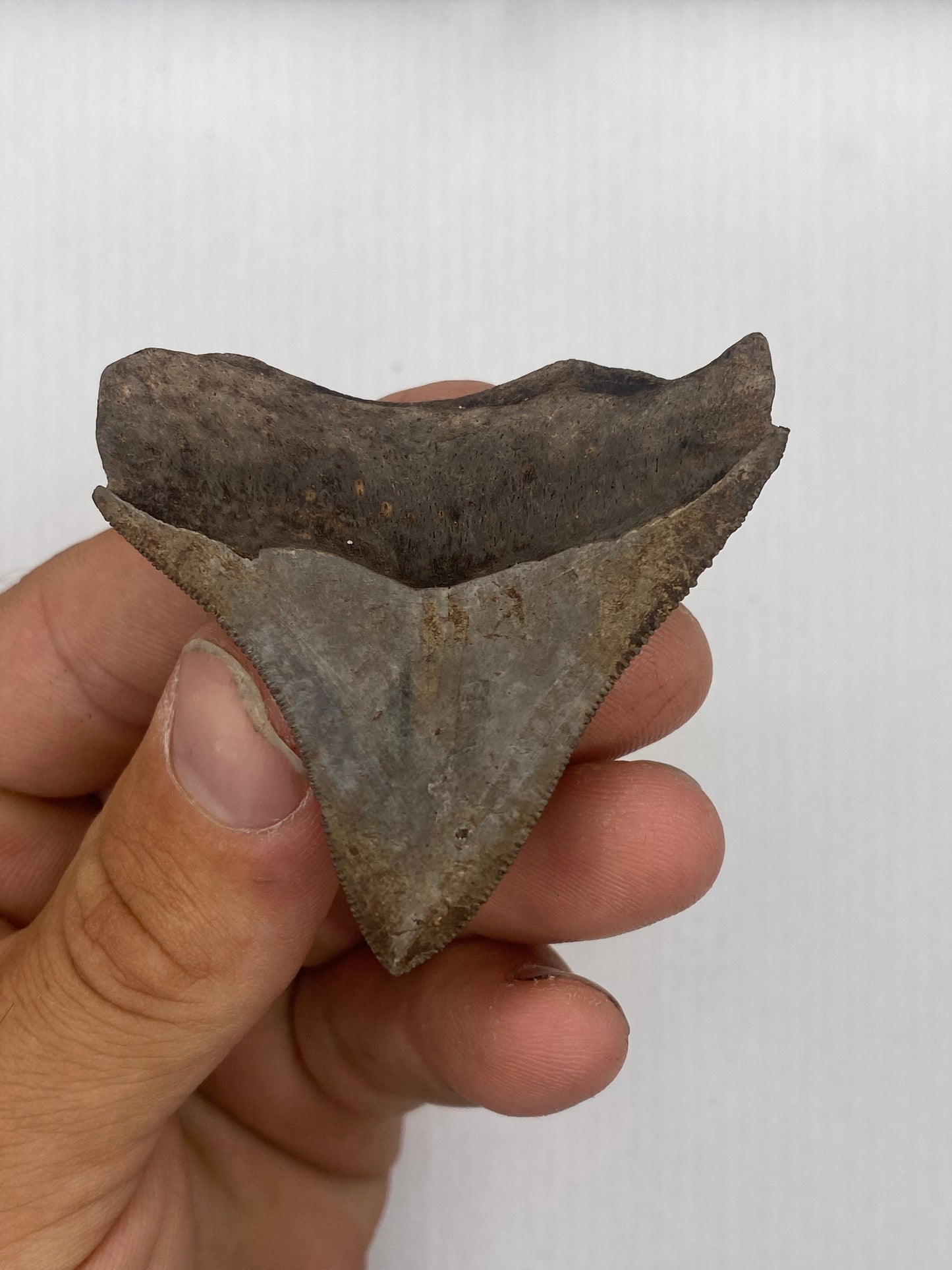 2.34” St Mary’s Posterior Megalodon Tooth