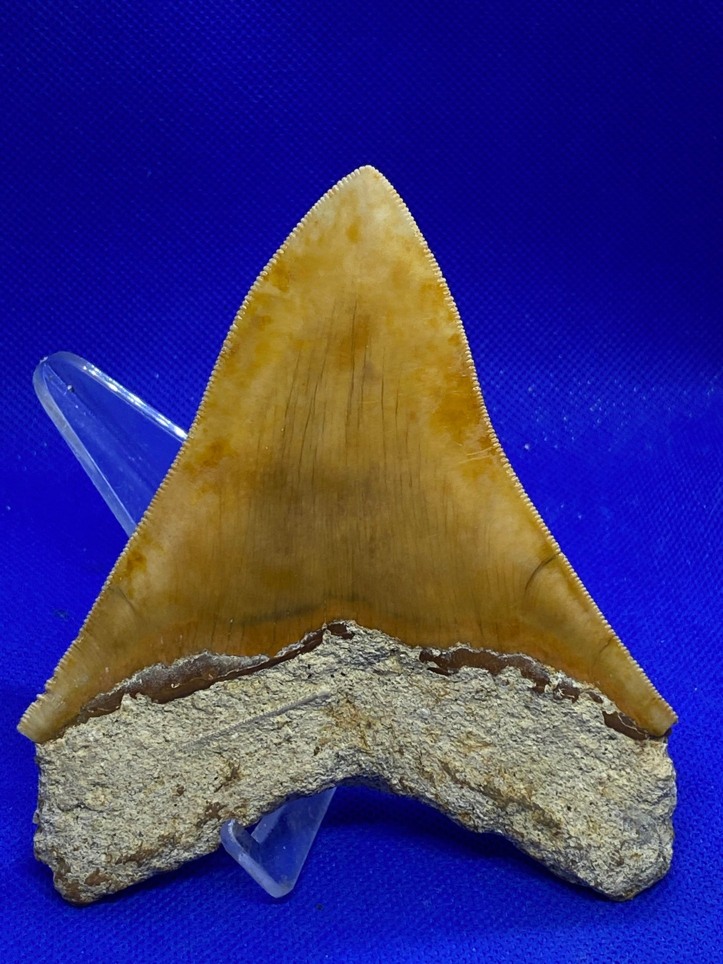 4.9" Rare Indonesian Megalodon Tooth