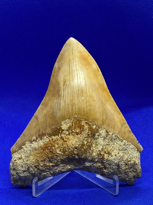 4.9" Rare Indonesian Megalodon Tooth